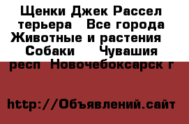 Щенки Джек Рассел терьера - Все города Животные и растения » Собаки   . Чувашия респ.,Новочебоксарск г.